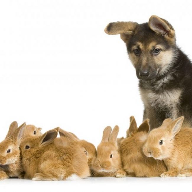 Clínica veterinaria en León