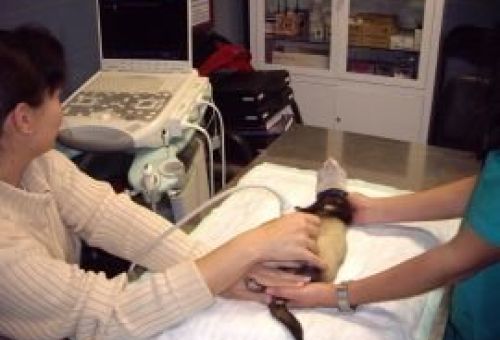 Diagnóstico veterinario por imagen en León