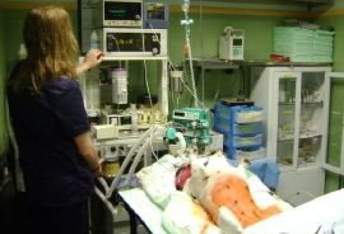 Cirugía veterinaria en León