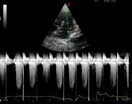 Cardiología veterinaria en León